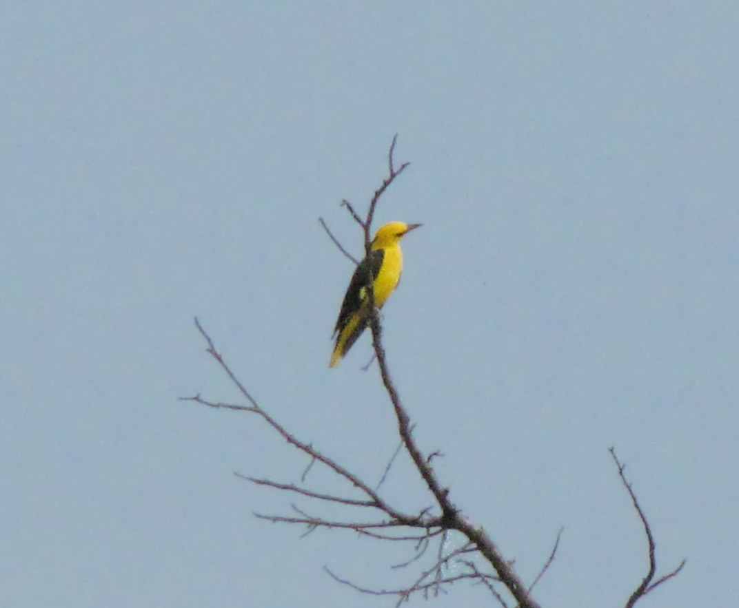 Rigogolo